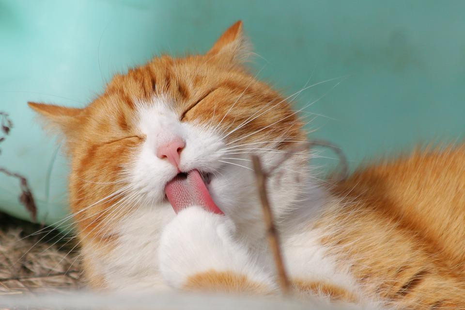 kat